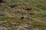 IMG_6234.JPG