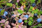 DSC_0684.JPG
